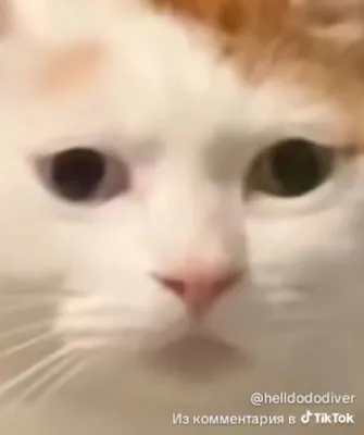 chonshi